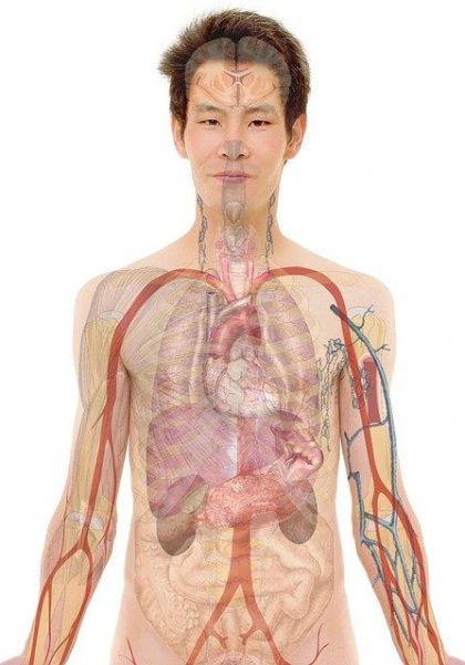 New York gynecomastia